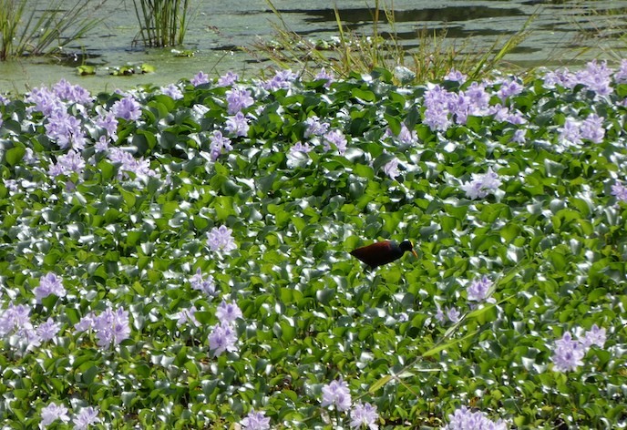 Northern Jacana - ML257955251