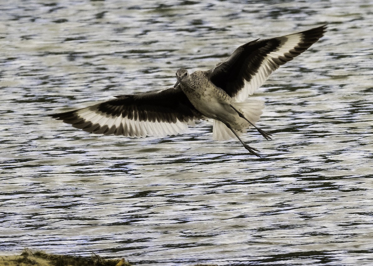 Willet - ML257955681