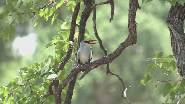Woodland Kingfisher - ML257956021