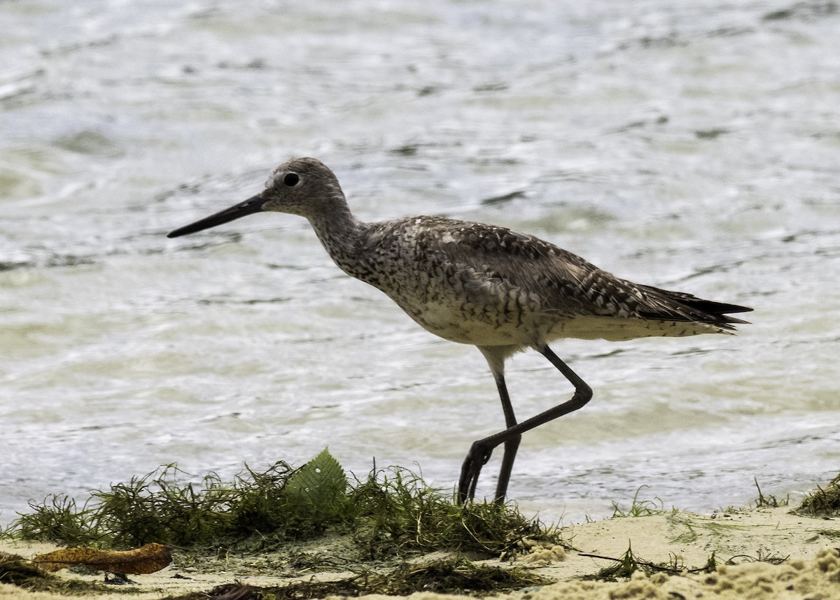 Willet - ML257956331