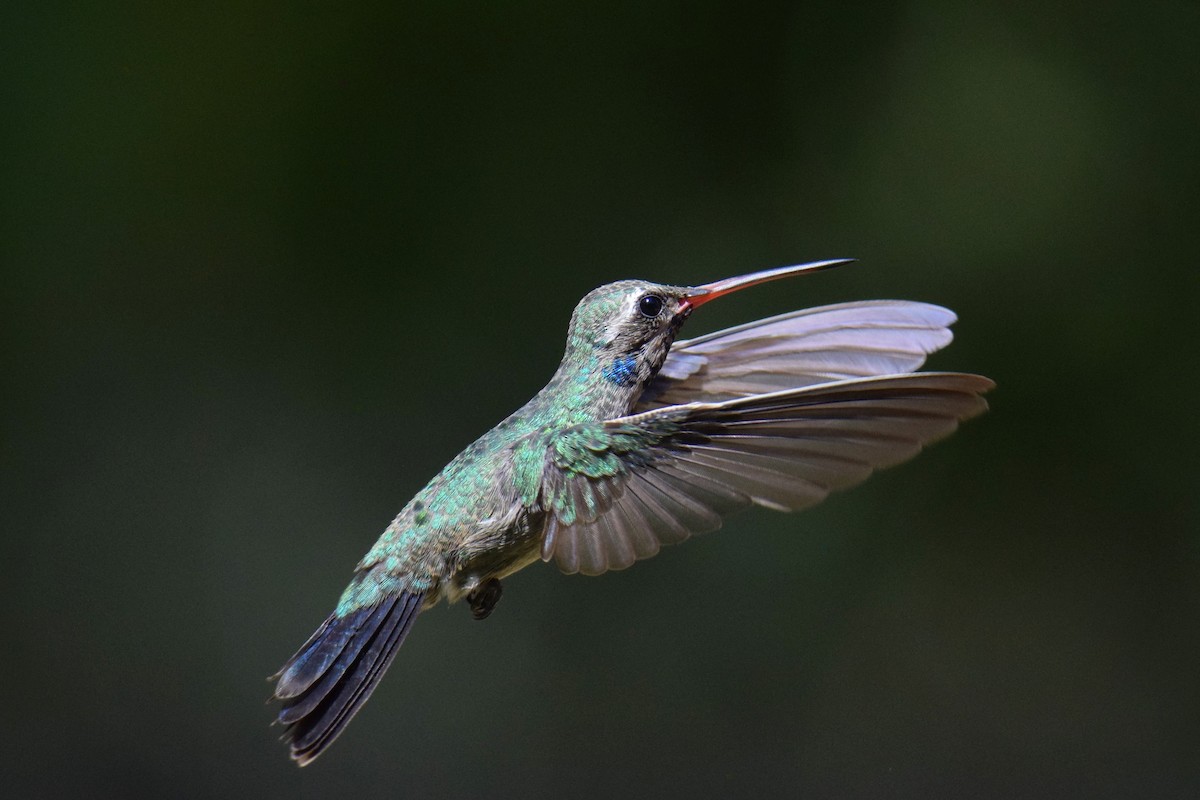 Broad-billed Hummingbird - Ben  Sonnenberg