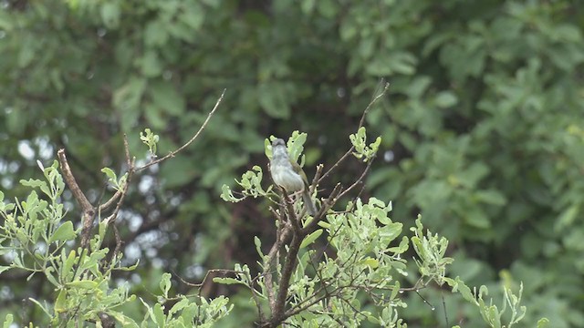 Green-backed Camaroptera - ML257958621