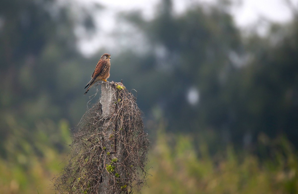 Eurasian Kestrel - ML257959111