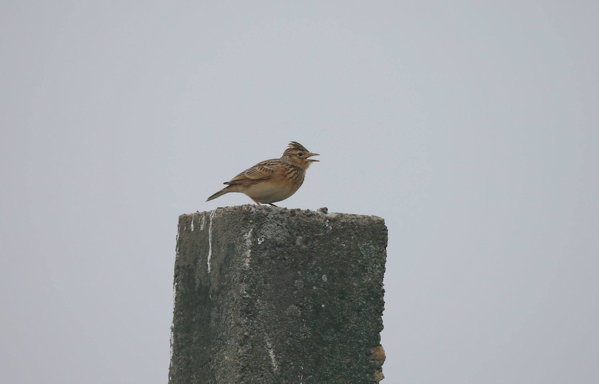 Oriental Skylark - ML257959381