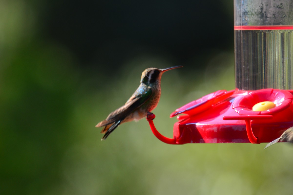 White-eared Hummingbird - ML257959651