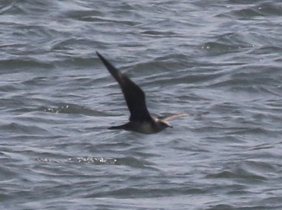 Long-tailed Jaeger - Frank Mantlik