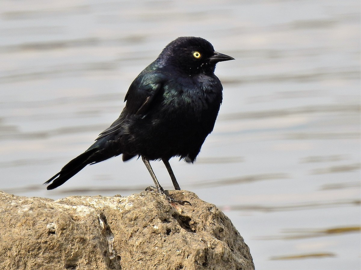 Brewer's Blackbird - ML257964261