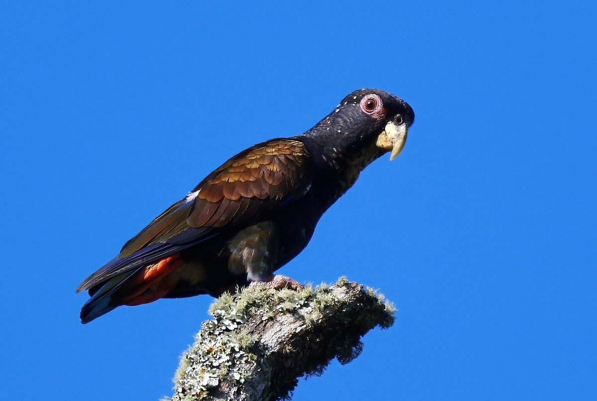 Bronze-winged Parrot - ML257964371