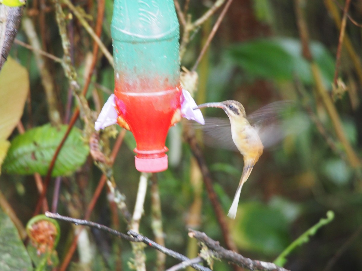 Ржавчатый колибри-отшельник - ML257964571