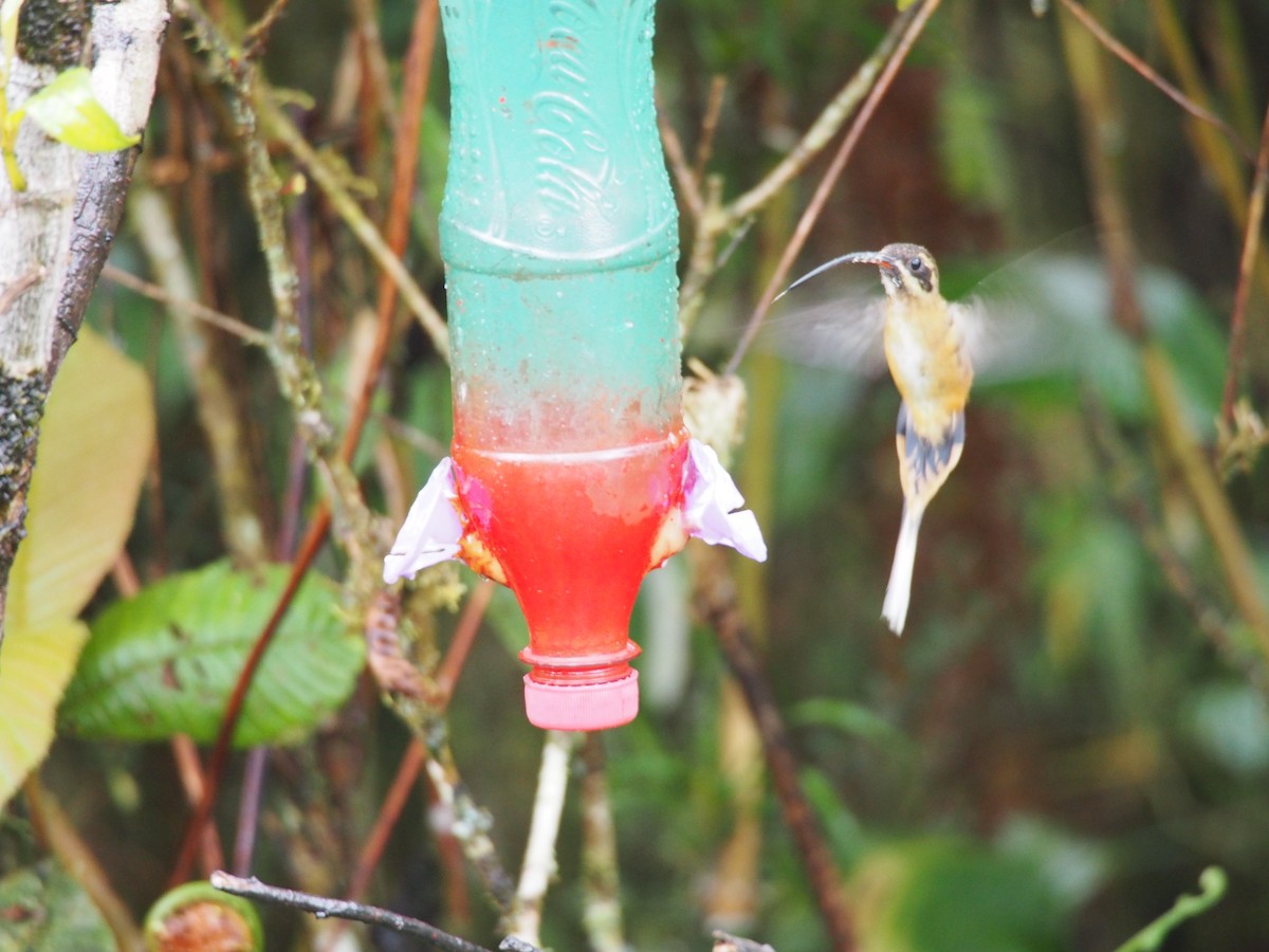 Ржавчатый колибри-отшельник - ML257964591