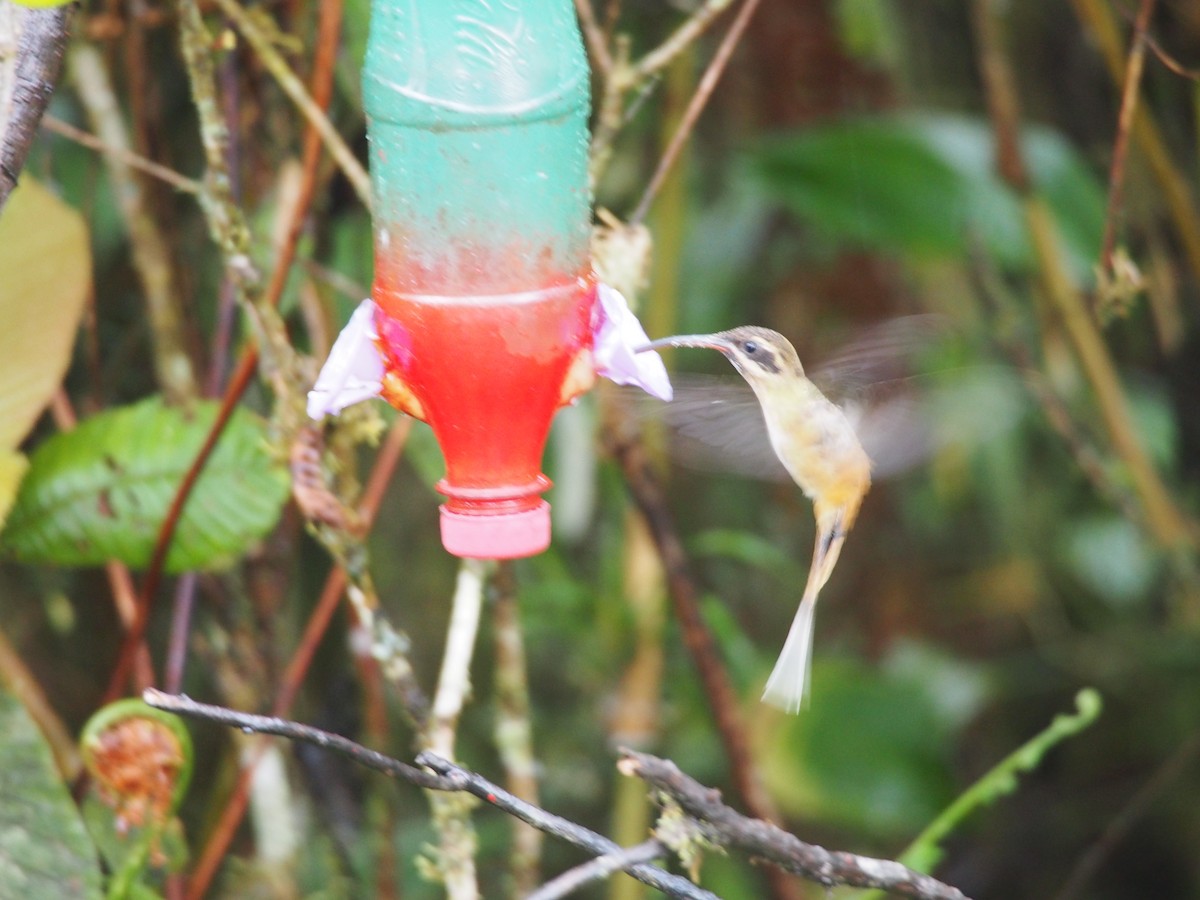 Ржавчатый колибри-отшельник - ML257964601