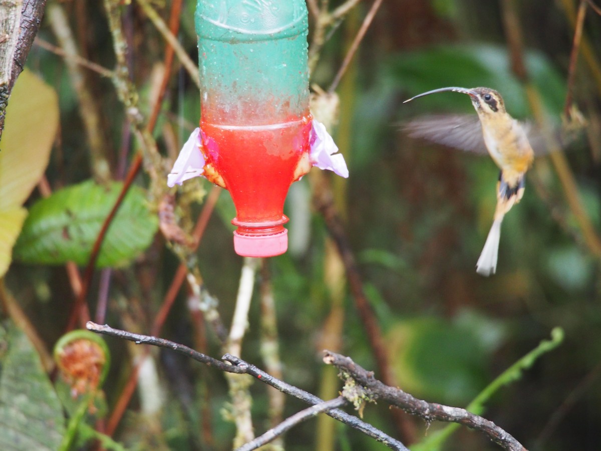 Tawny-bellied Hermit - ML257964691