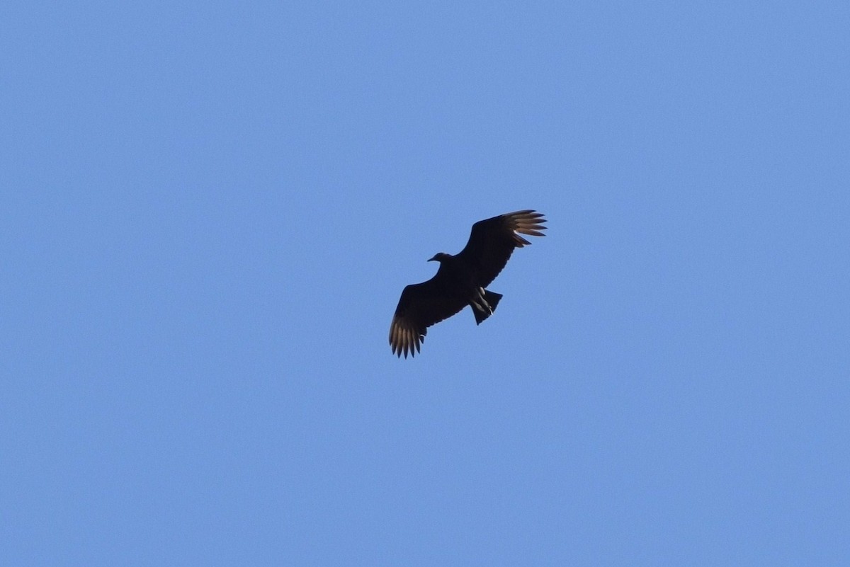 Black Vulture - ML25796641