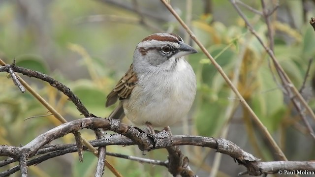 Tumbes Sparrow - ML257966641