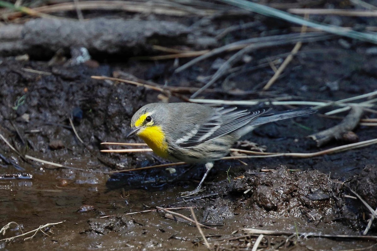 Grace's Warbler - Timo Mitzen