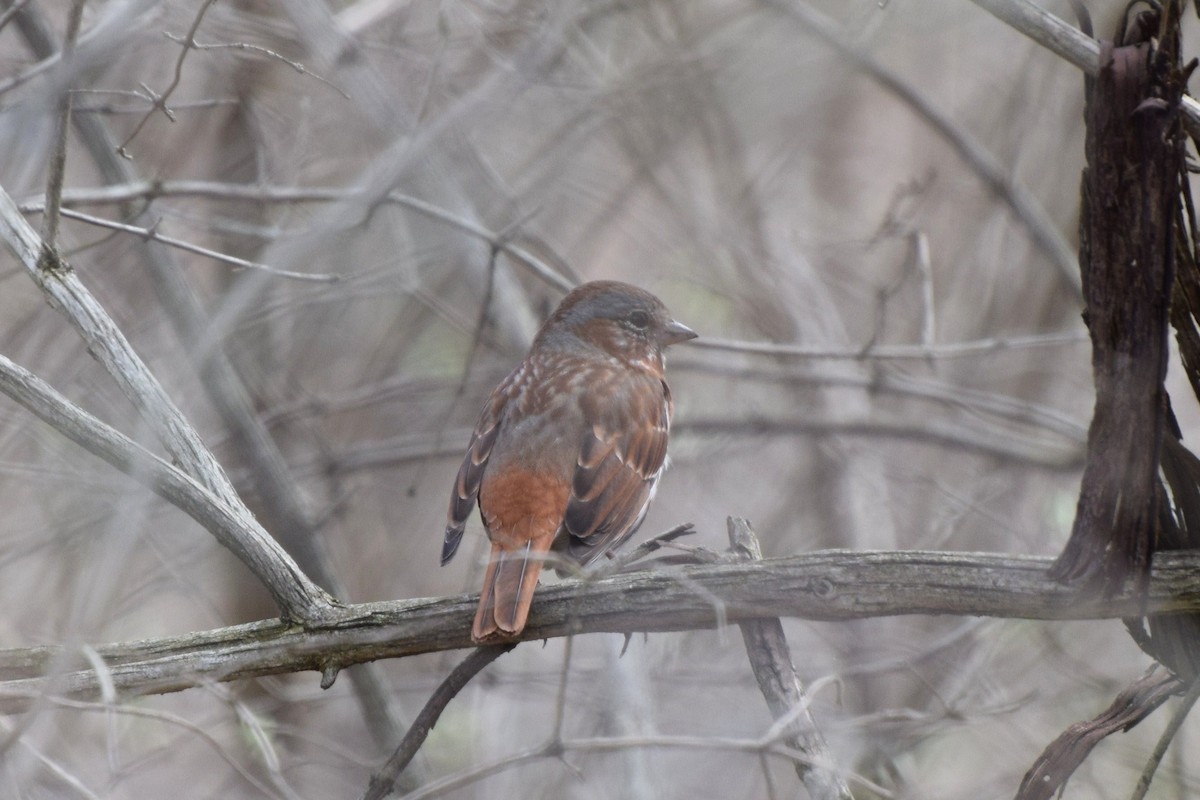 Fox Sparrow - ML25796741