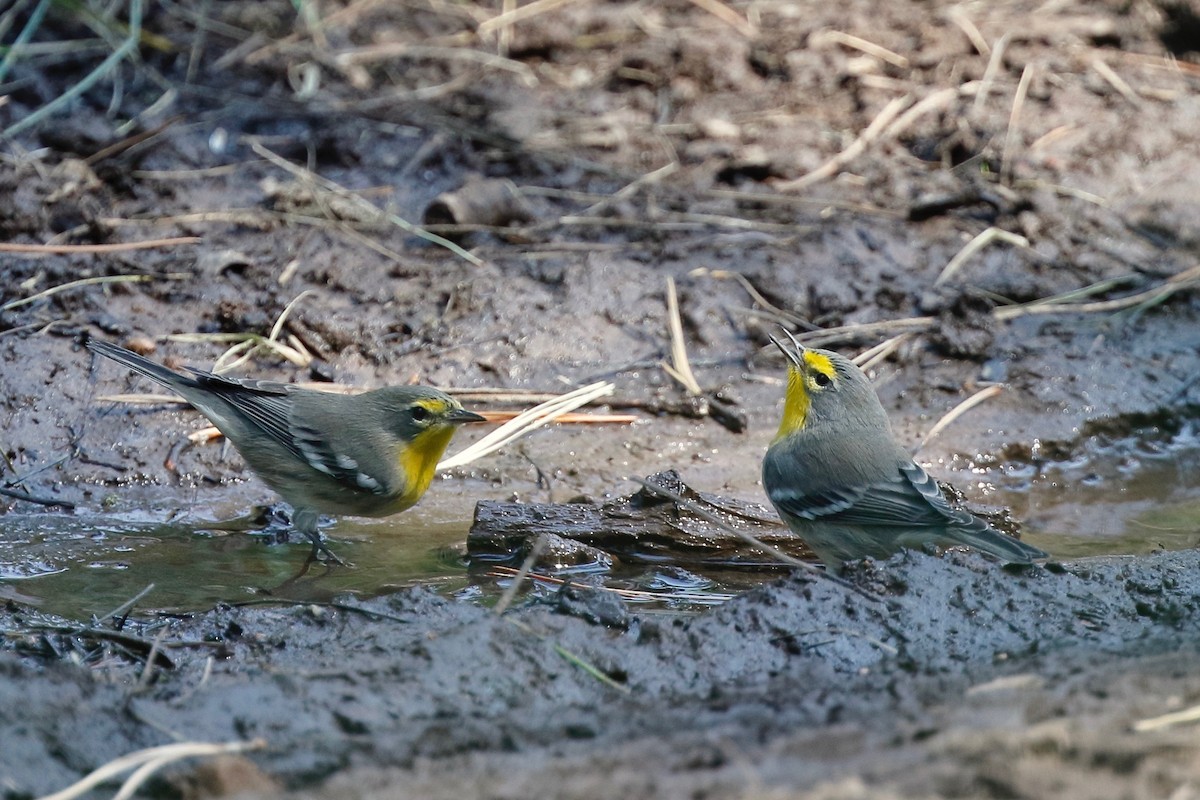 Grace's Warbler - Timo Mitzen