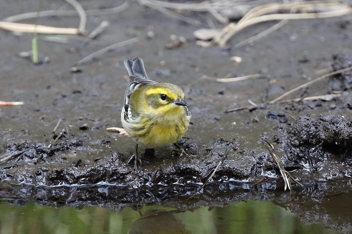 Townsend's Warbler - ML257969531