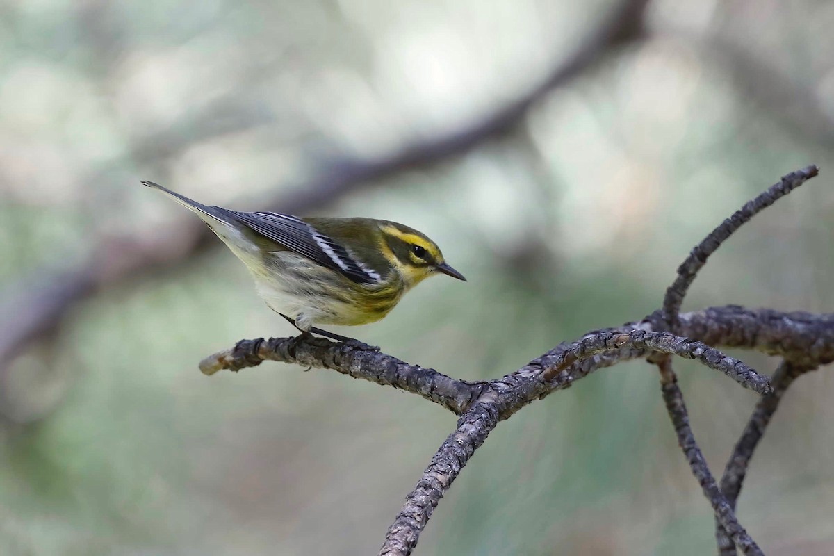 Townsend's Warbler - ML257969561