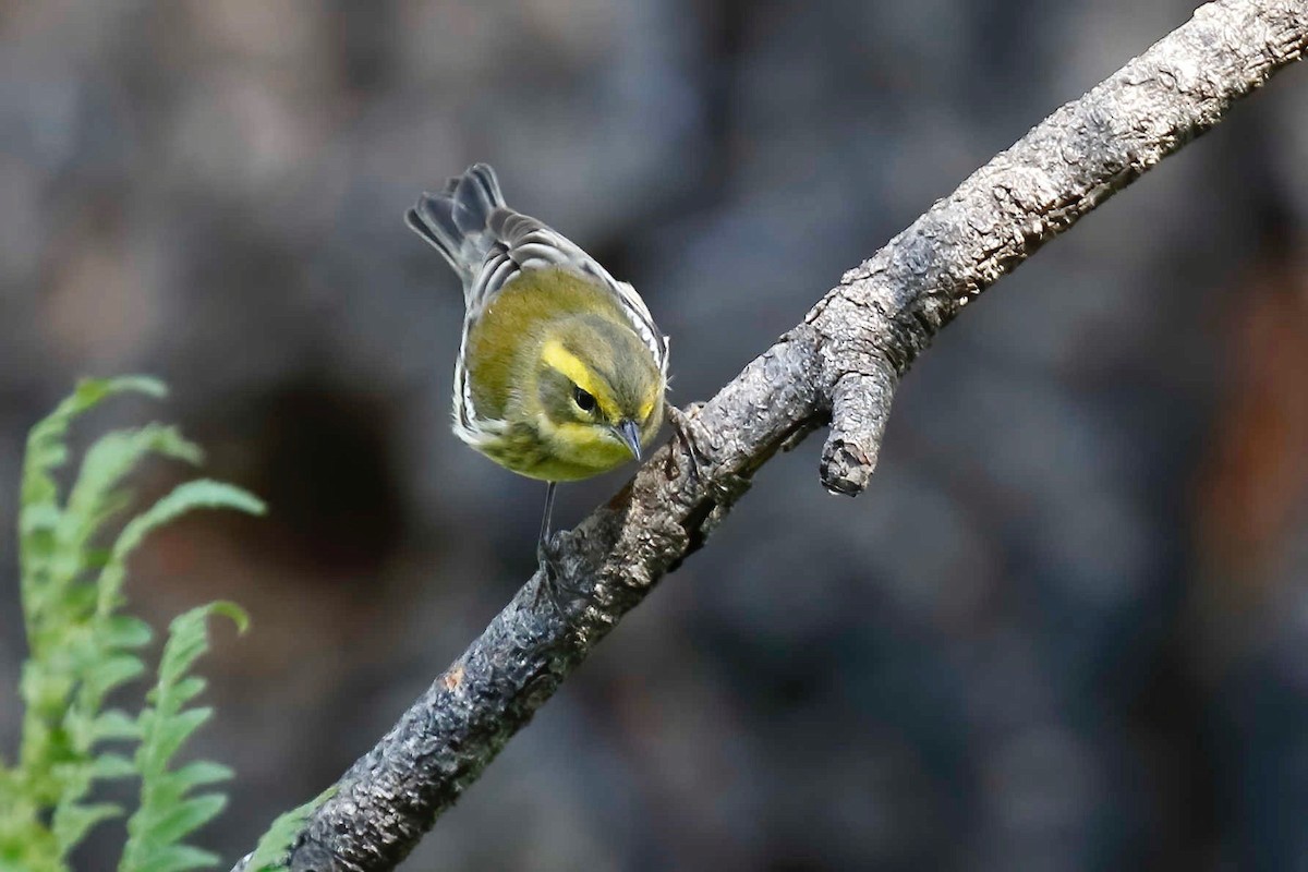 Townsend's Warbler - ML257969581