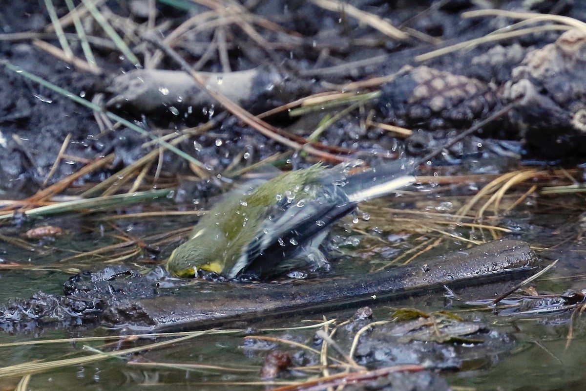 Townsend's Warbler - ML257969611