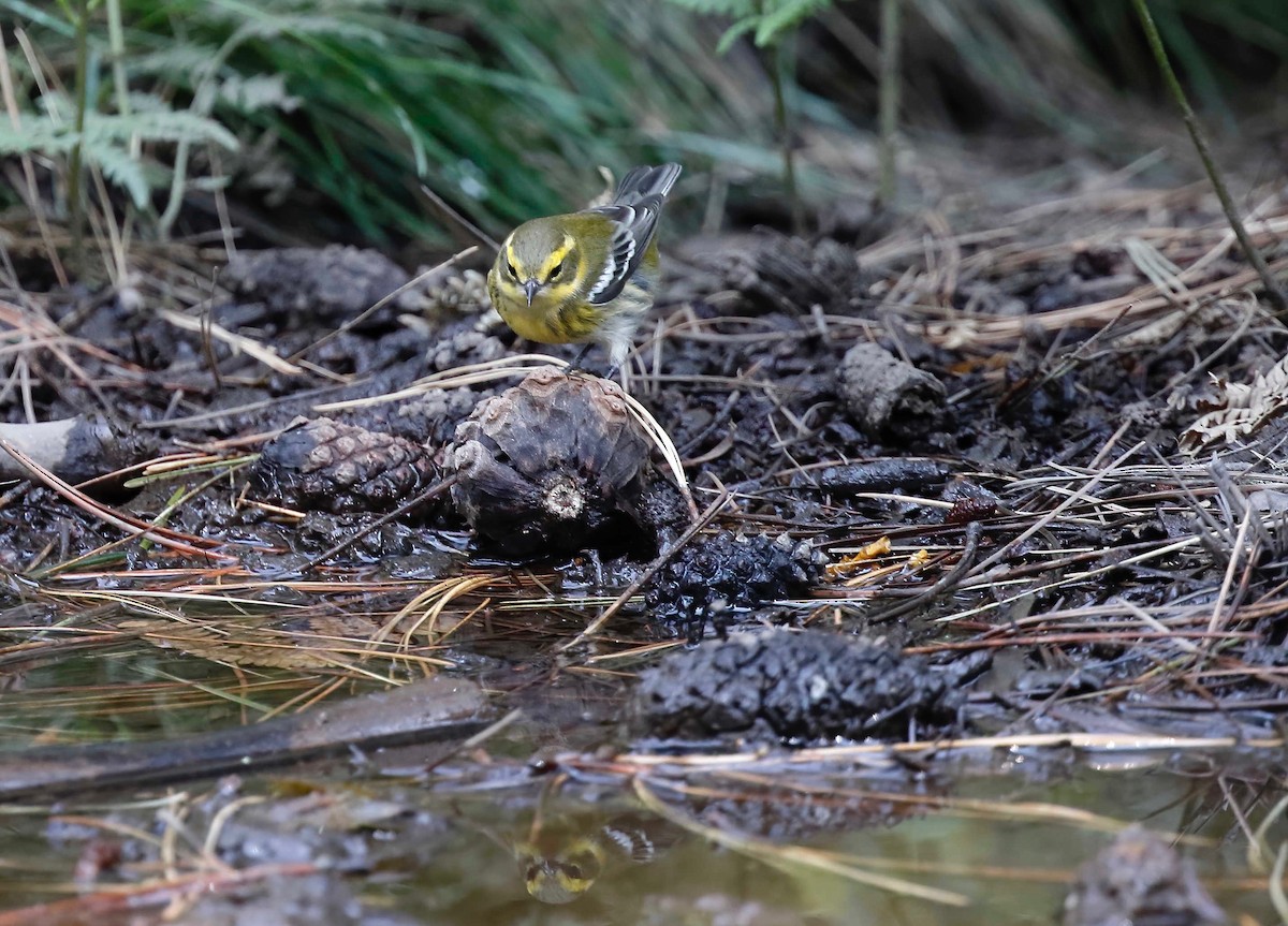 Townsend's Warbler - Timo Mitzen