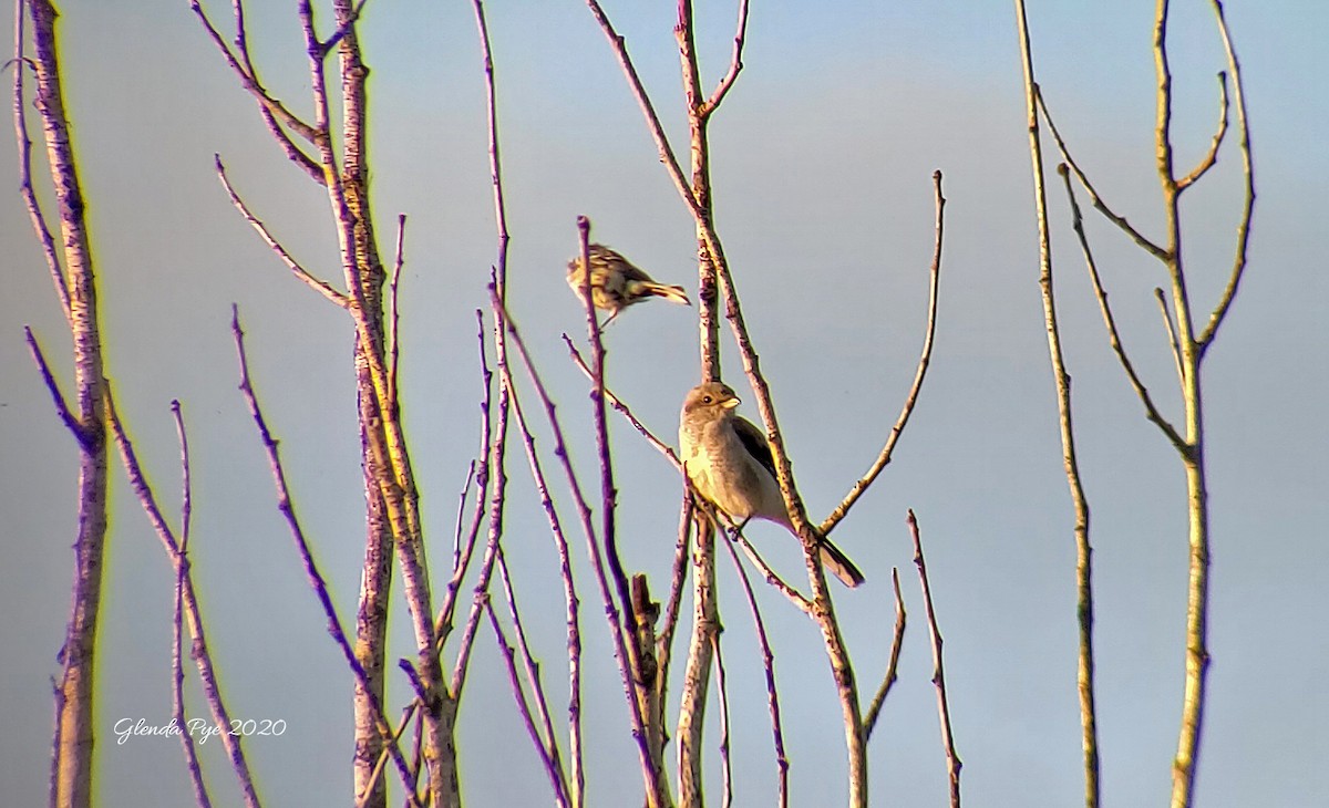 Northern Shrike - ML257970141