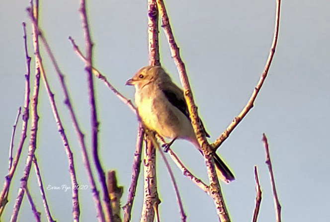 Northern Shrike - Evan Pye