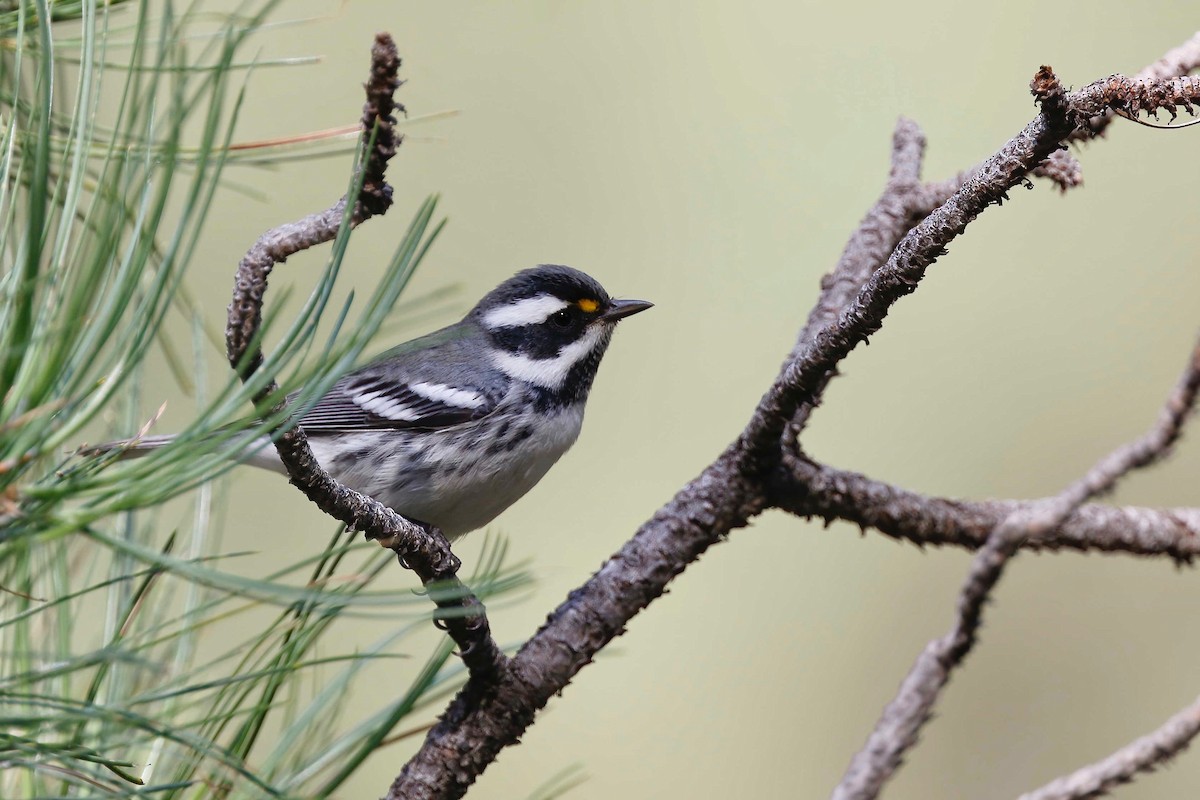 Black-throated Gray Warbler - Timo Mitzen