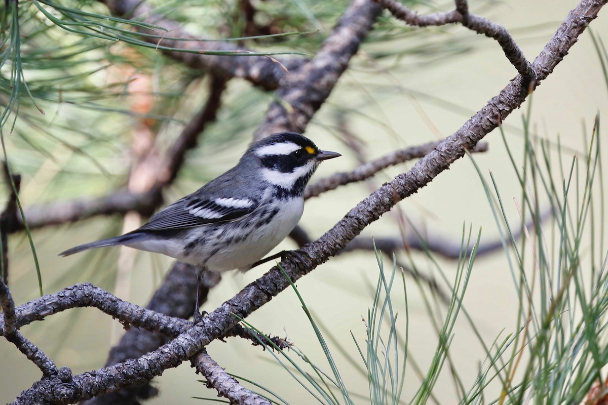 Black-throated Gray Warbler - ML257970291