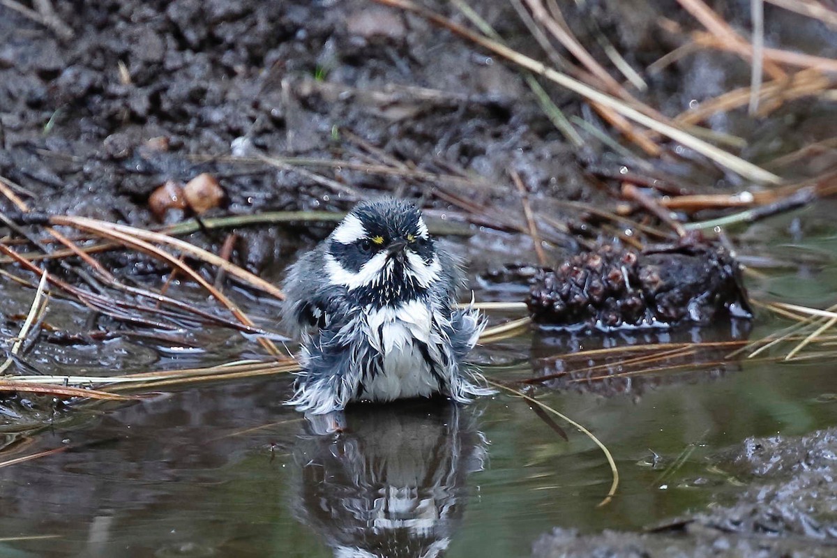 Black-throated Gray Warbler - ML257970411