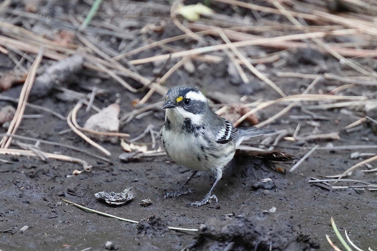 Black-throated Gray Warbler - ML257970421