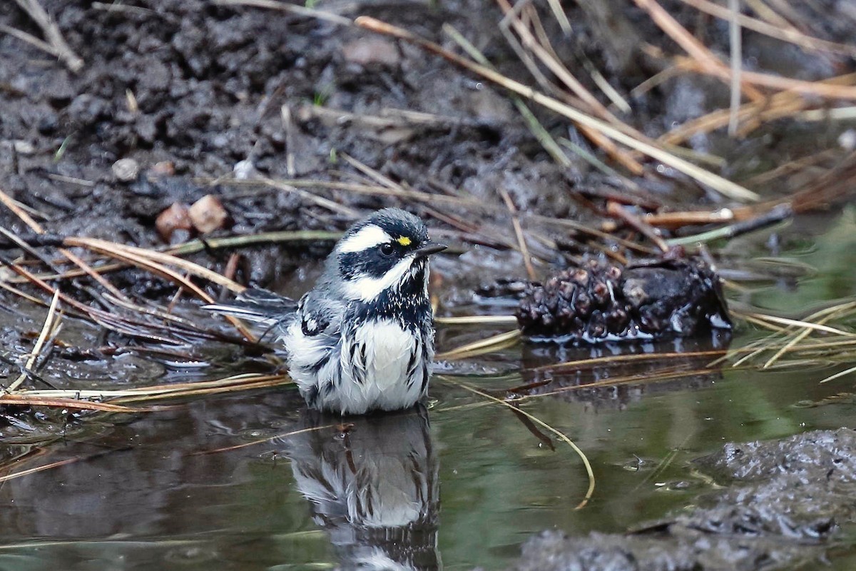 Black-throated Gray Warbler - Timo Mitzen