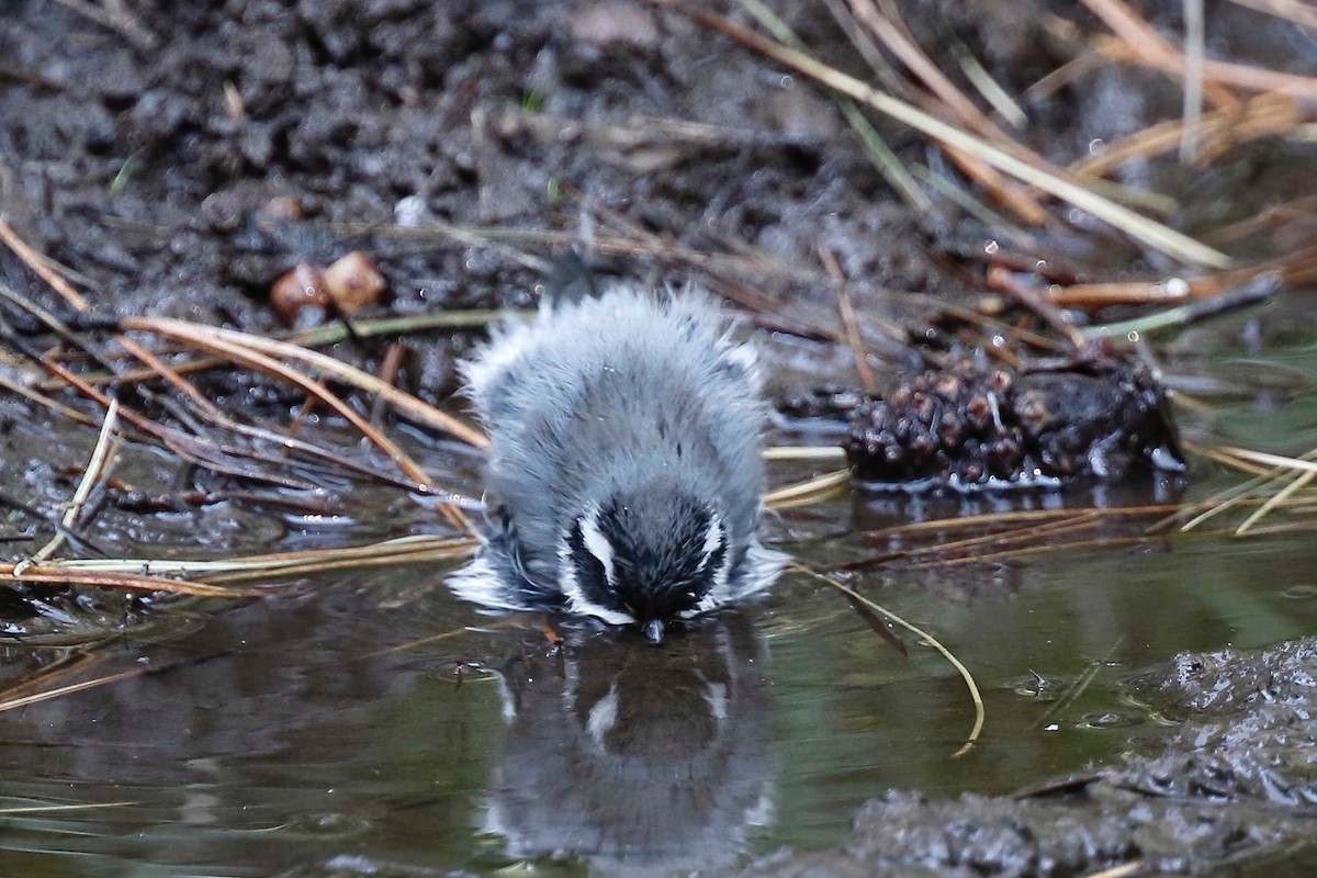 Black-throated Gray Warbler - ML257970441