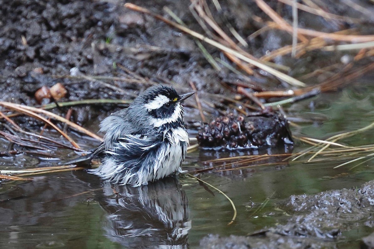 Black-throated Gray Warbler - ML257970451