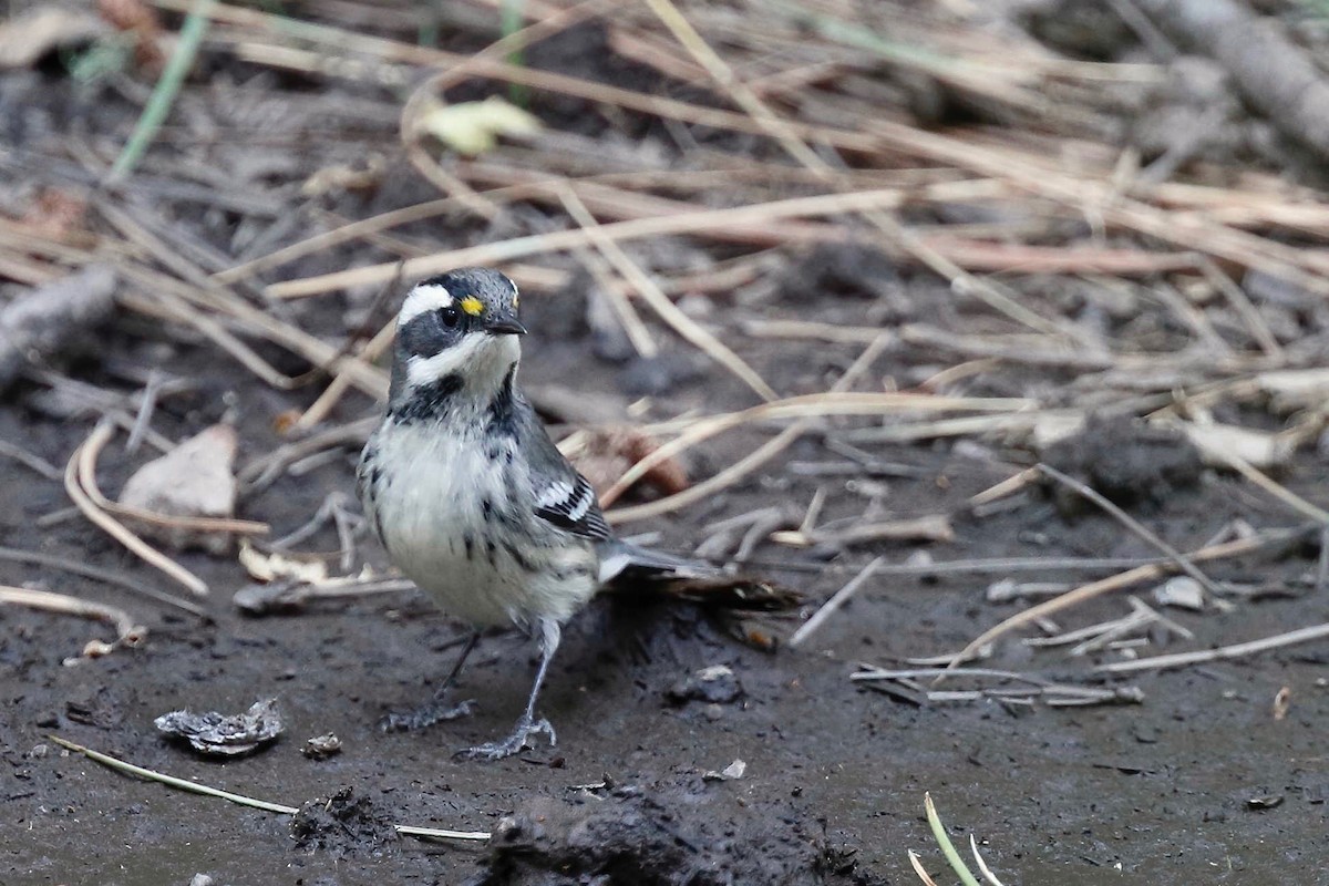 Black-throated Gray Warbler - ML257970481