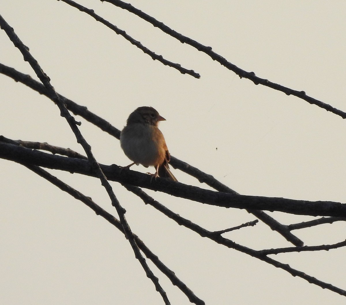 Clay-colored Sparrow - ML257970541
