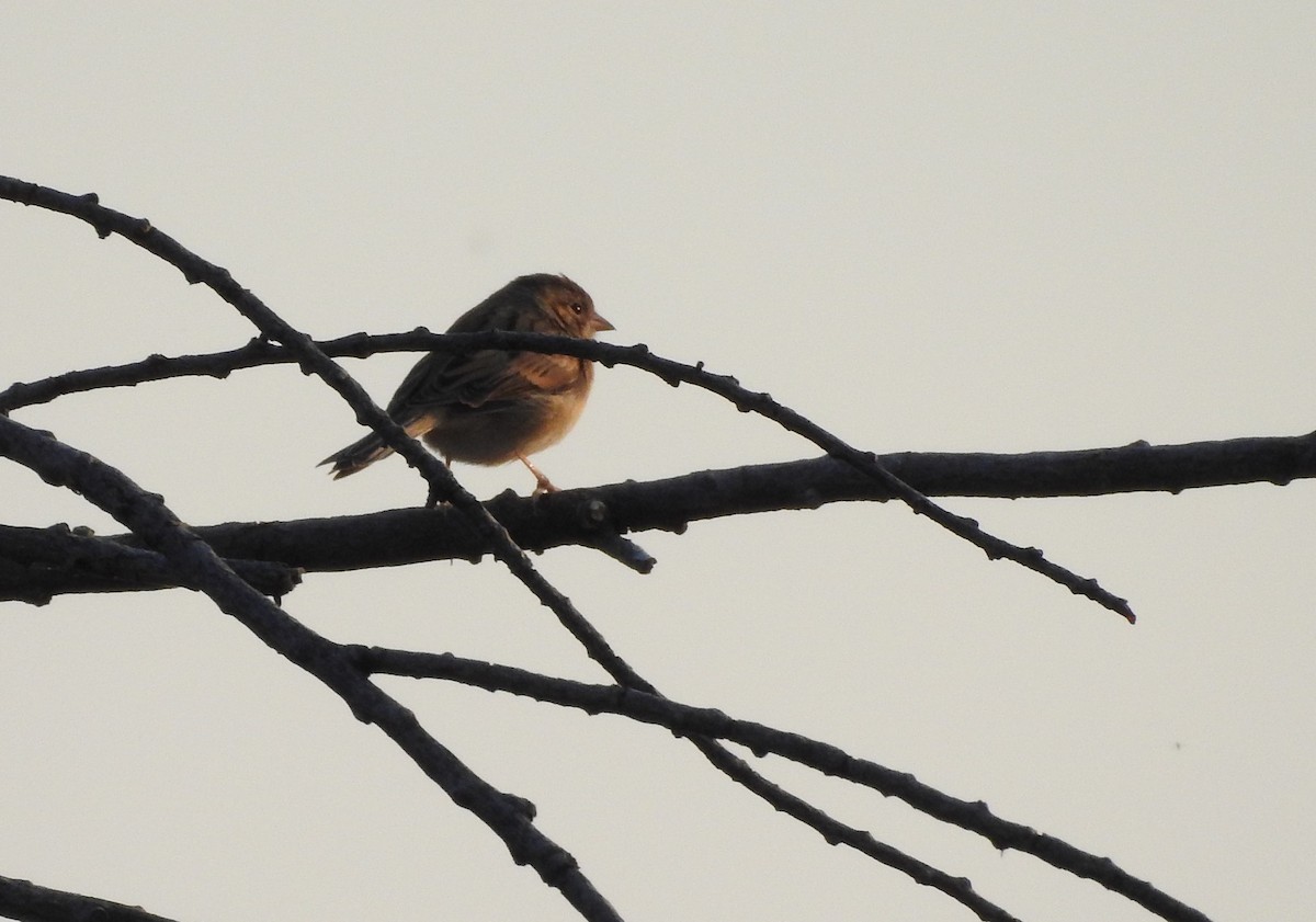 Clay-colored Sparrow - ML257970561