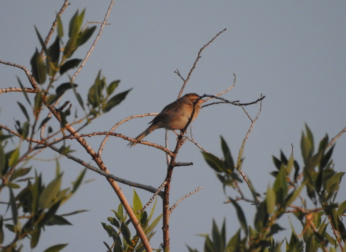 Clay-colored Sparrow - ML257970591