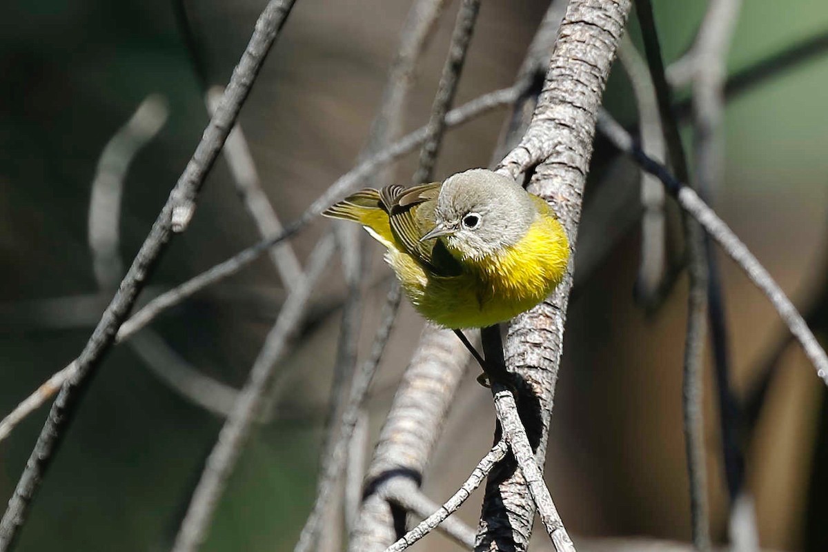 Nashville Warbler - ML257970621