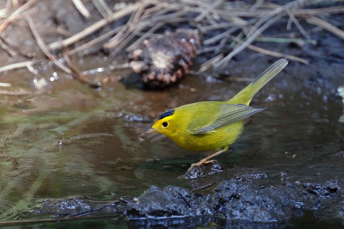 Wilson's Warbler - ML257970661