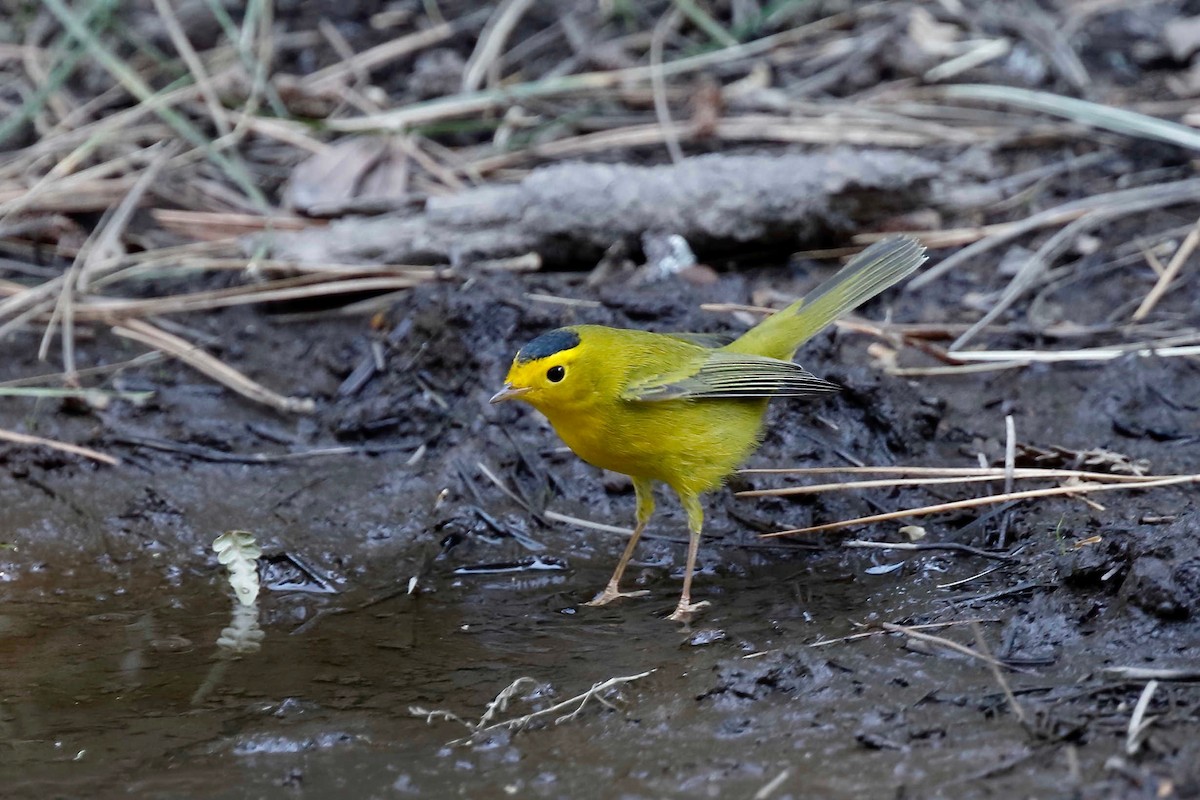 Wilson's Warbler - ML257970671