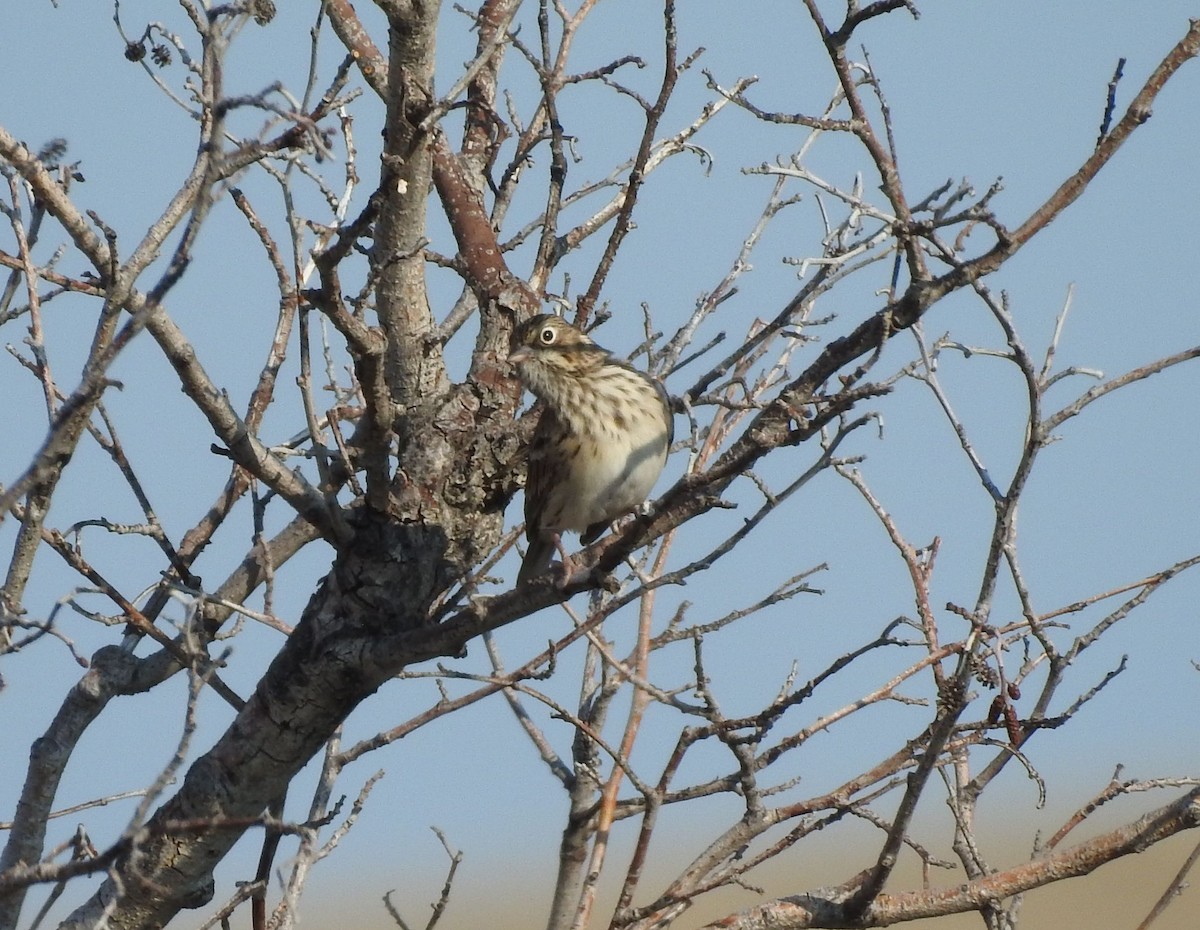 Vesper Sparrow - ML257971111