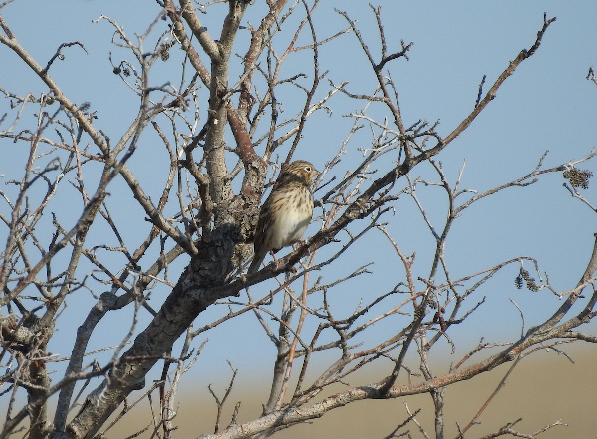 Vesper Sparrow - ML257971131