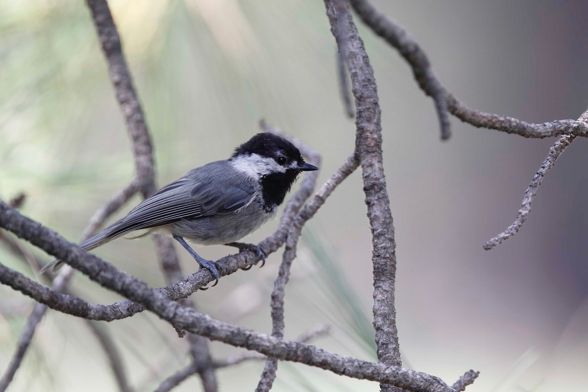 Mexican Chickadee - Timo Mitzen