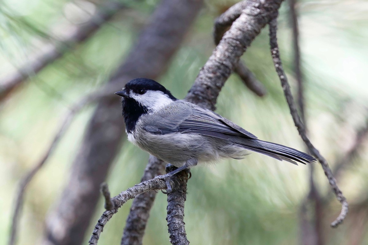 Mexican Chickadee - ML257971791