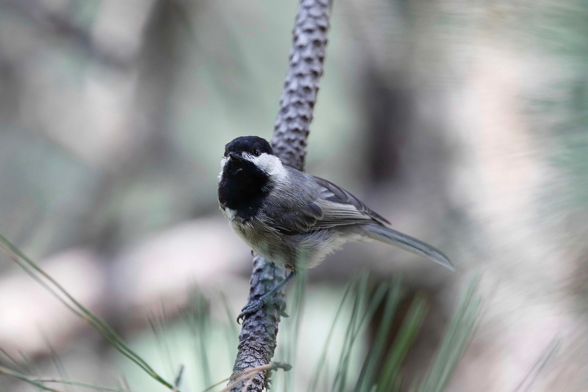 Mexican Chickadee - ML257971801