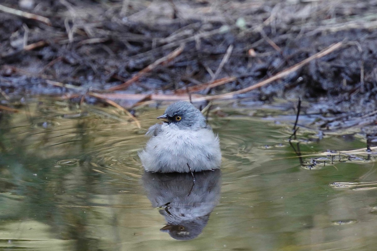 Yellow-eyed Junco - ML257971911