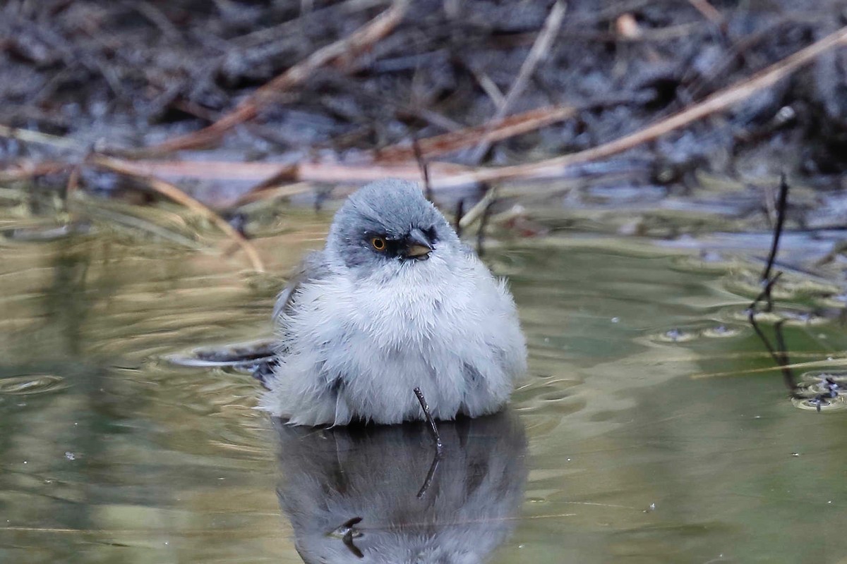 Yellow-eyed Junco - ML257971921