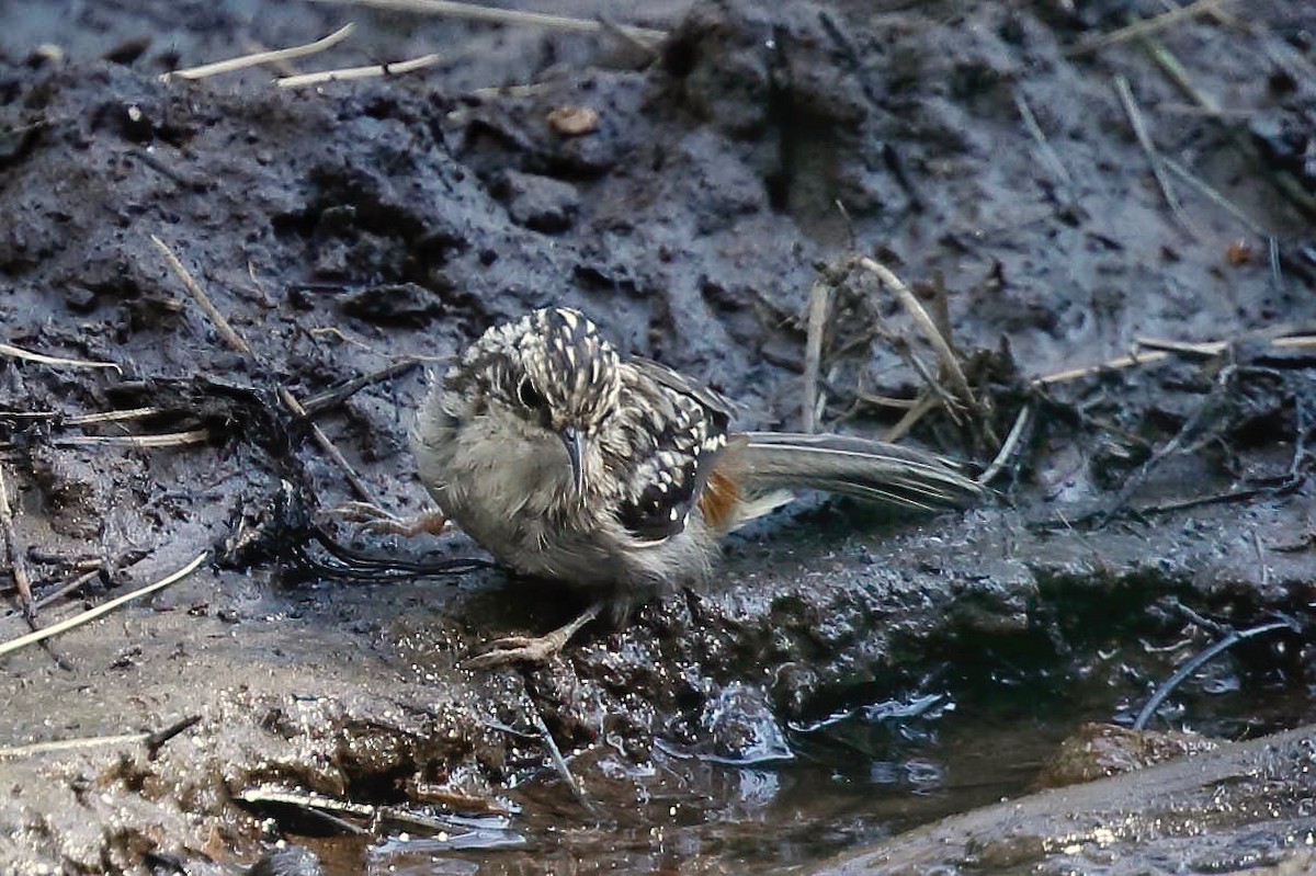 Brown Creeper - Timo Mitzen